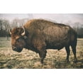 thumbnail image 2 of Mead, Adam 18x13 Gold Ornate Wood Framed with Double Matting Museum Art Print Titled - Solitary Bison IV, 2 of 4