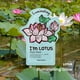 thumbnail image 2 of Mascarilla facial TONYMOLY I'm Lotus Luminating Hydrating, 2 of 2