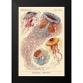 thumbnail image 2 of Haeckel, Ernst 17x24 Black Modern Framed Museum Art Print Titled - Haeckel Nature Illustrations: Jelly Fish, 2 of 5