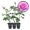 3 Plants, variant on Violet's Pride Rose Bush - 4 Live Starter Plants - Beautifully Fragrant Grandiflora Rose - A Versatile Beauty with Colorful Lavender Blooms