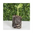 thumbnail image 3 of Coconut Seed Plug (24 Pack) with Devault Ugro Rhiza Enriched Seed Starter, 3 of 3