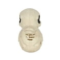 thumbnail image 7 of Way To Celebrate Halloween Skeleton Duck, Bone Color Plastic Decoration, 7 of 7