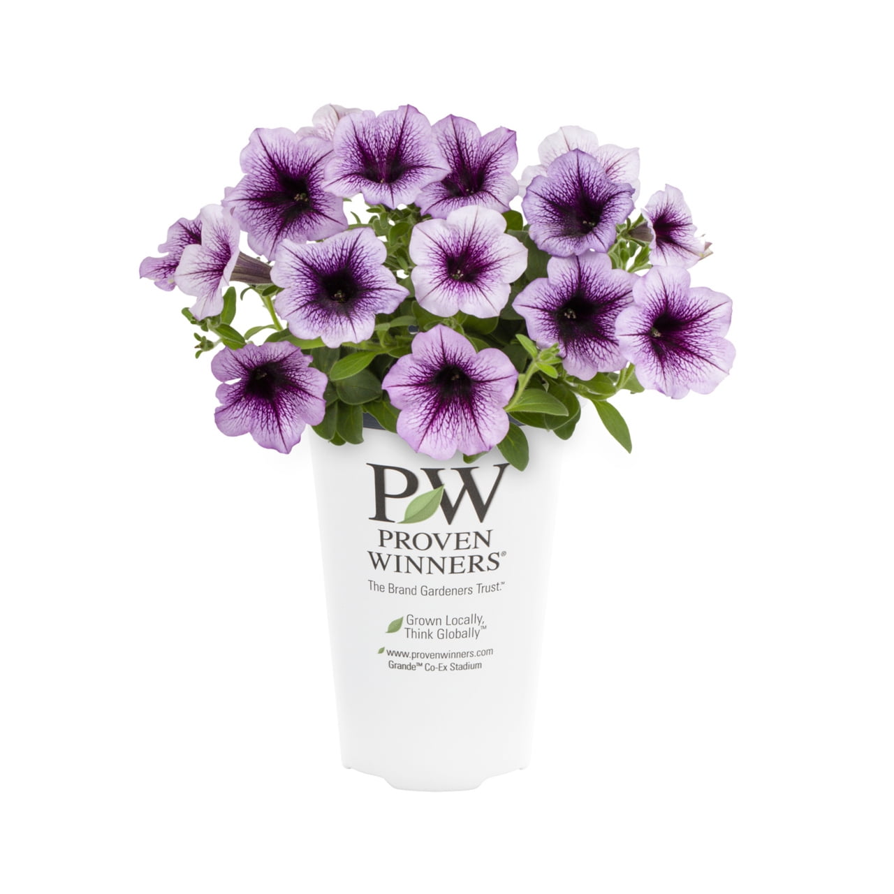 Proven Winners 1.5PT Purple Petunia Live Annual Plant Sun 5-Pack