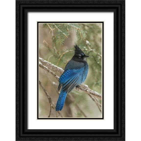 Illg, Cathy and Gordon 23x32 Black Ornate Wood Framed with Double Matting Museum Art Print Titled - Wyoming, Yellowstone Stellers jay bird in tree