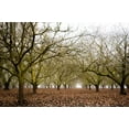 thumbnail image 2 of Berzel, Erin 24x17 Black Ornate Wood Framed with Double Matting Museum Art Print Titled - Hazel Tree Grove II, 2 of 4