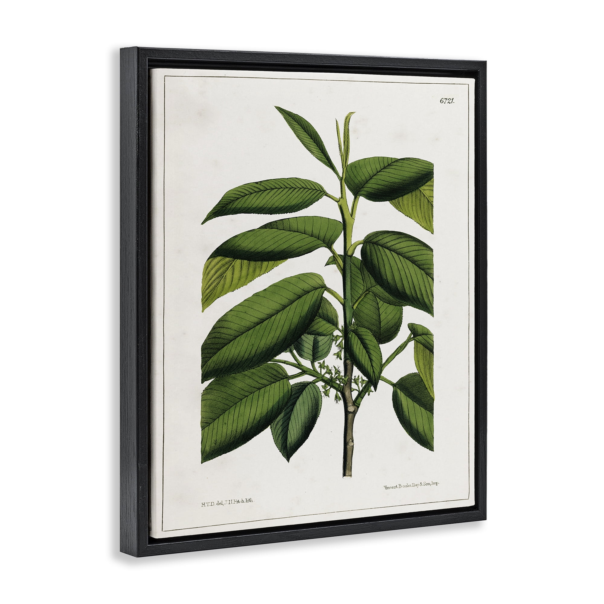 Stupell Industries Scientific Woodland Plant Plants & Flowers Painting Black Floater Framed Canvas Art Print Wall Art, 17 x 21