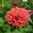 thumbnail image 5 of TomorrowSeeds - Coral Beauty Zinnia Seeds - 200+ Count - For 2025 Planting Non-GMO Long-Lasting, 5 of 7