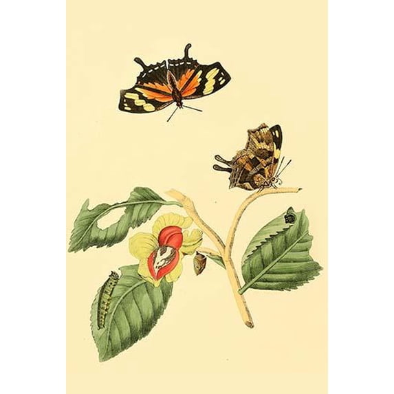 Surinam Butterflies, Moths & Caterpillars (Plate 129)-Fine Art Canvas Print (20" x 30")