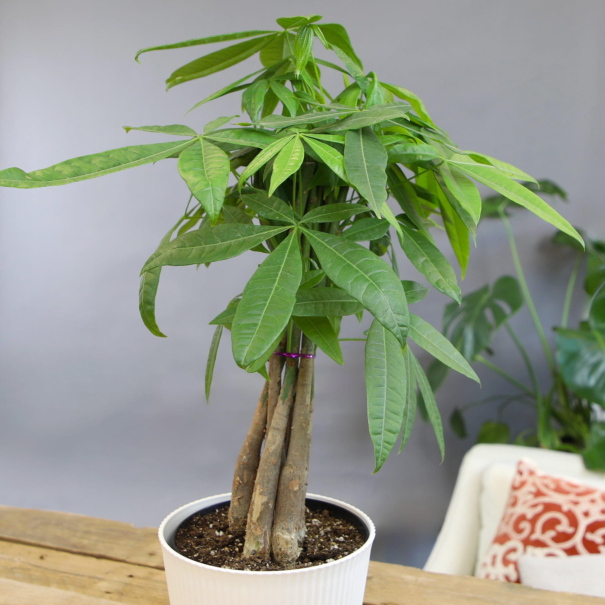 Braided Money Tree | Pet-Safe Houseplant | 6in Decor Pot; Indirect Light | Element by Altman Plants