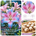 thumbnail image 3 of Lily Bulbs,Low Maintenance - Easy Grow - Ideal For Beds Borders, Plant Pots & Planters, 3 of 5