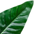 thumbnail image 6 of Northlight Potted Artificial Bird of Paradise Plant - 43", 6 of 9
