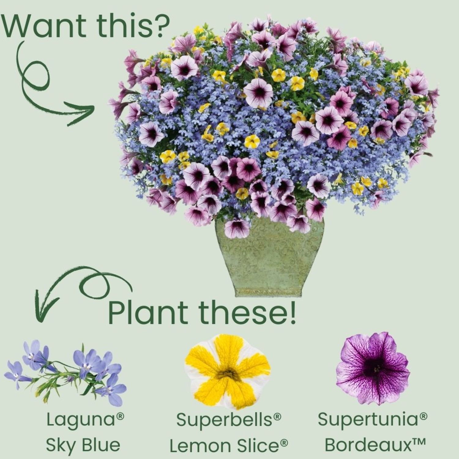 Proven Winners 4" Laguna Sky Blue Lobelia Live Plant in 4.25" Pot (4 Count)