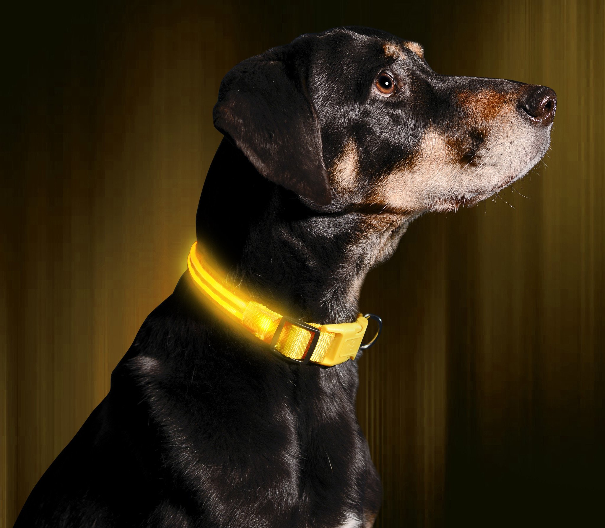 led collar
