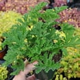 thumbnail image 2 of Pelargonium Citrosum, Citronella, Scented Geranium - Pot Size: 4.5" - Fragrant Plants, Plants, 2 of 6