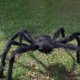 thumbnail image 4 of De Araña de peluche de Halloween para decoración de casas embrujadas, juguetes complicados, 4 of 8
