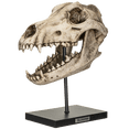 thumbnail image 4 of Pacific Giftware Prehistoric Animals Dinosauric Animals Replica Dinosaurs Dire Wolf Skeleton Skull Fossli Resin Figurine, 4 of 6