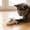 White, variant on Qiulaii Realistic Squeaky Mouse Kitty Toy 7.5x2in, Soft Fuzzy Stuffed Interactive Catnip Alternative, Boredom Relief Chew Toy for Indoor Kittens(Black)