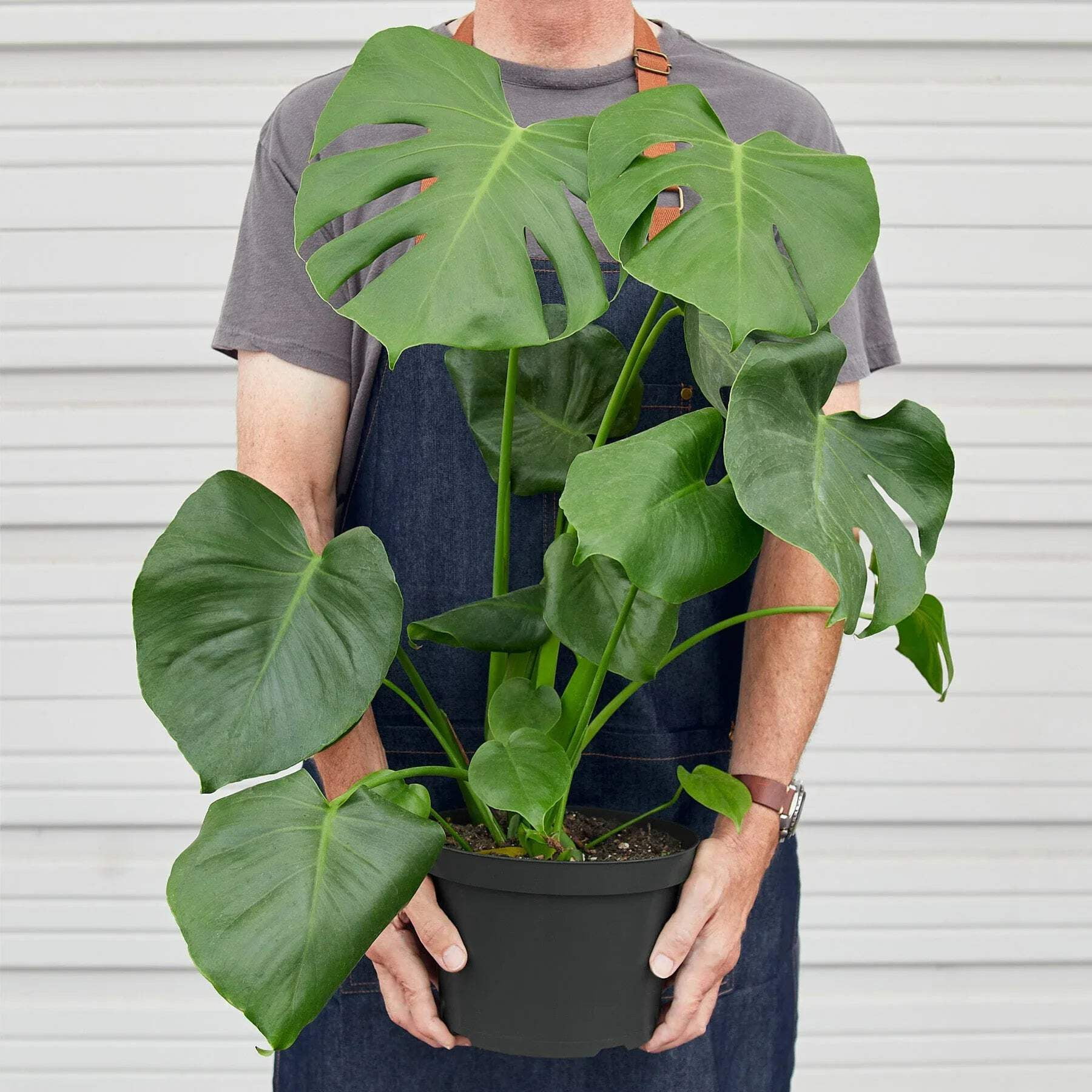 Monstera 'Split-Leaf', 6" Pot, Indoor Houseplant, Easy Care, Live Plant for Indoor & Outdoor
