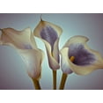 thumbnail image 2 of Frank, Assaf 32x25 White Modern Wood Framed Museum Art Print Titled - Close-up of three white Calla Lilies, Studio Shot, 2 of 4