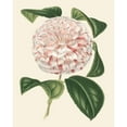 thumbnail image 3 of Houtte, Van 15x18 Black Modern Framed Museum Art Print Titled - Antique Camellia III, 3 of 5