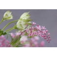 thumbnail image 2 of Paulson, Don 32x23 White Modern Wood Framed Museum Art Print Titled - Pink heucherella and green astrantia flowers, 2 of 4