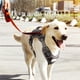 thumbnail image 5 of Arnés Para Perros Arnés De Entrenamiento Para Perros Ajustable Chaleco Acolchado Transpirable Para Mascotas Arnés Para Perros De Servicio Con Sistema Molle Rayas Reflectantes Arnés Para El Pecho Para seitruly PT001493-01, 5 of 7