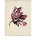 thumbnail image 2 of McCavitt, Naomi 15x18 White Modern Wood Framed Museum Art Print Titled - Antique Tulip Study III, 2 of 4