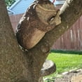 thumbnail image 3 of Quiet Frog Tree Peeker Garden Sculptures Outdoor Face Hugger Statue Indoor Yard D, 3 of 3