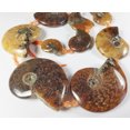 thumbnail image 3 of 12x14mm - 25x30mm Ammonite Fossil Pieces Graduated Beads For Jewelry Making, 3 of 6