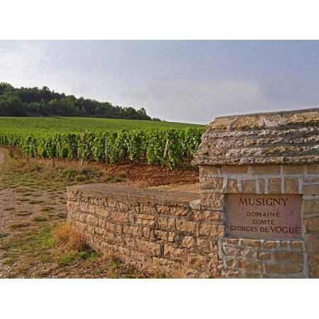 Stone Wall and Sign in the Vineyard Musigny, Domaine Comte Georges De Vogue, France Print Wall Art By Per
