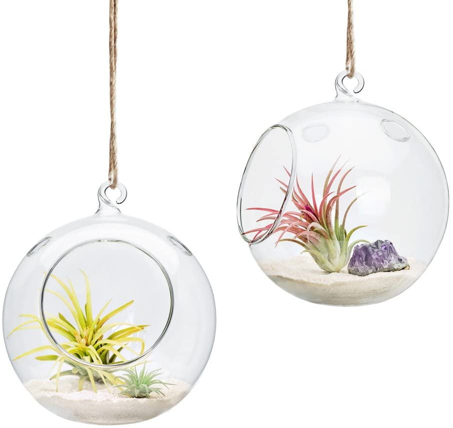 DecorX 6-Inch Hanging Glass Planter Round Air Plant ...