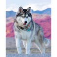 thumbnail image 1 of Taladro diamante pintura (DE4225) 5D DIY completo lobo Animal punto de cruz bordado Kit 45x60cm Hugtrwg Para estrenar, 1 of 1