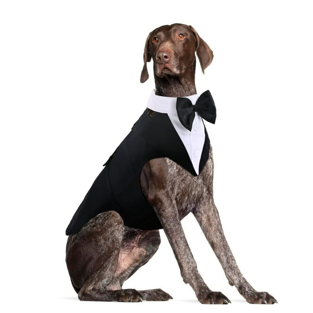 Pajarita DORA BRIDAL para perro, traje formal, talla grande