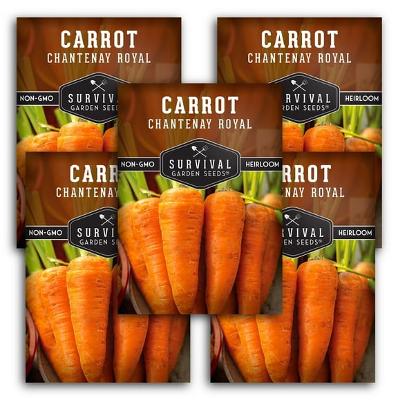 Chantenay Royal Carrot Seeds - 5 Pack - Non-GMO Heirloom Full Sun Biennial Vegetable