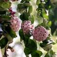 thumbnail image 5 of American Plant Exchange Hoya Compacta Hindu Rope in 6" Pot, Live Flowering Wax Plant, Exotic Indoor Houseplant, 5 of 6
