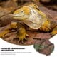 thumbnail image 4 of Cueva de plástico para escondite de arañas y escorpiones, ideal para reptiles, ideal para esconderse y descansar, 4 of 7
