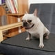 thumbnail image 2 of Mascota Perro Gato Lavable Pee Pad Reutilizable Orina Entrenamiento Almohadillas Pañales Cama Sofá Cubierta (Gris L), 2 of 8