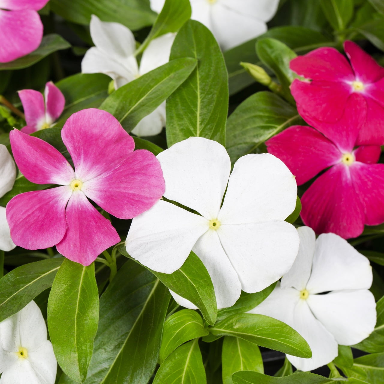 Expert Gardener 1.5 gal Pink Red White Vinca Live Annual Plant Hanging Basket, Full Sun