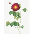 thumbnail image 2 of Redoute, Pierre Joseph 12x14 White Modern Wood Framed Museum Art Print Titled - Simple Flowered French Rose, Rosa reclinata flore simplici, 2 of 4