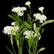 thumbnail image 5 of 2 claveles artificiales de seda., 5 of 5