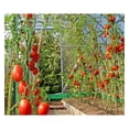 thumbnail image 6 of Garden Stakes 6-Ft for Climbing Plants Supports Pole 20 Pack Rust-Free Plant Sticks Fence Post, 6 of 7