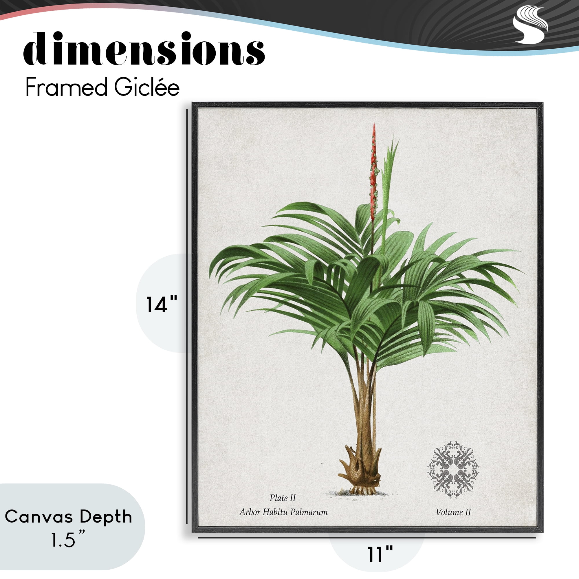 Stupell Industries Natural Palm Variety Study Black Framed Giclee Art, design by Val Rhodes