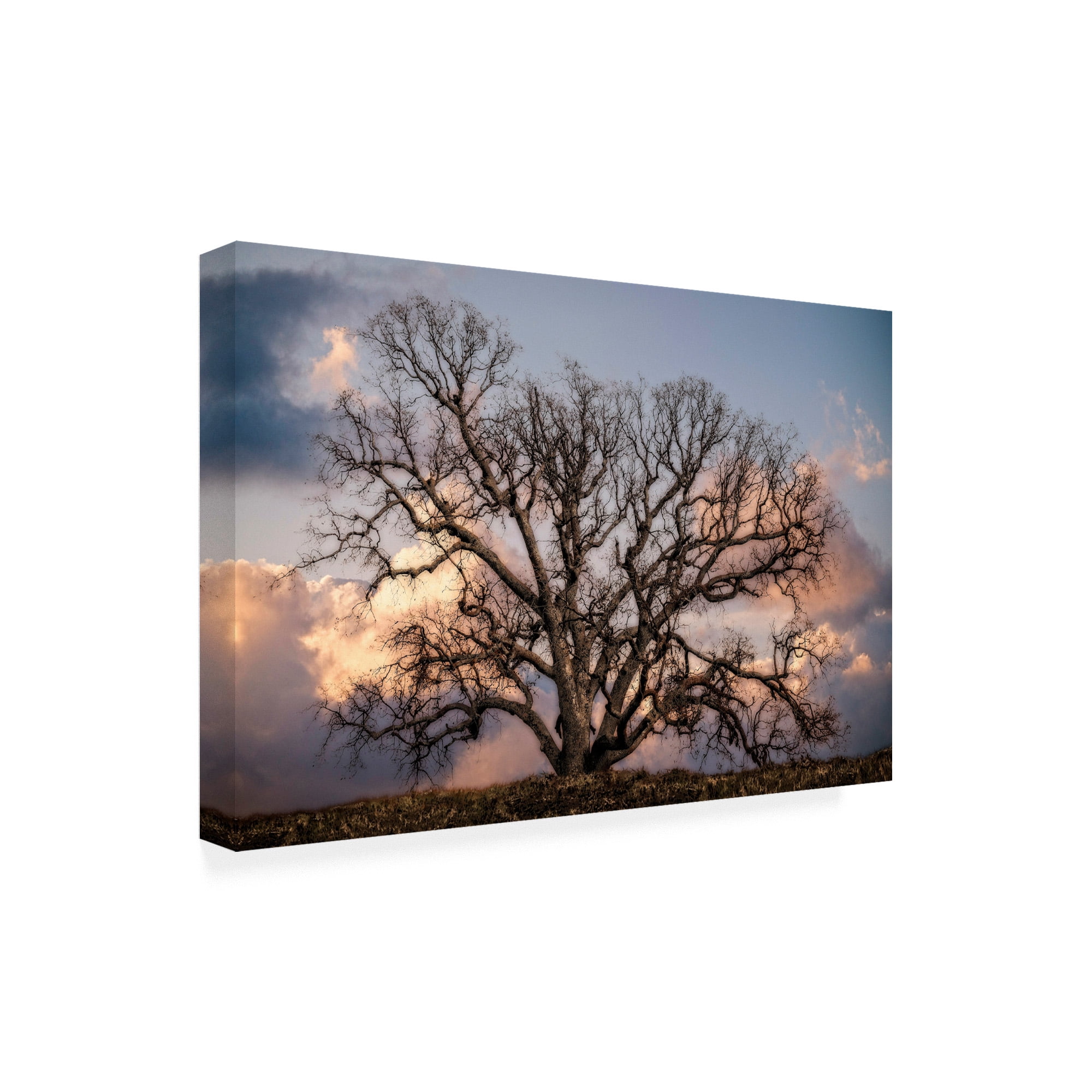 Trademark Fine Art 'Grand Oak Tree II' Canvas Art by Rachel Perry
