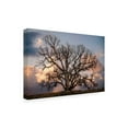 thumbnail image 2 of Trademark Fine Art 'Grand Oak Tree II' Canvas Art by Rachel Perry, 2 of 3