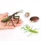 thumbnail image 1 of 1 Juego de ciclo de un de 4 , accesorios de enseñanza en , juguete educativo para , estudiantes, amigos, Baoblaze Juego de crecimiento de insectos para niños, 1 of 7