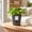 Gray_Base#286, variant on Self-Watering Root Control Planter, Removable Plastic Pot for Pothos, 5 Inch, 3 Colors
