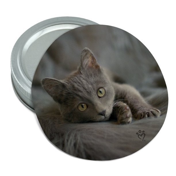 Gray Domestic Shorthair Kitten Cat Fur Round Rubber Non ...