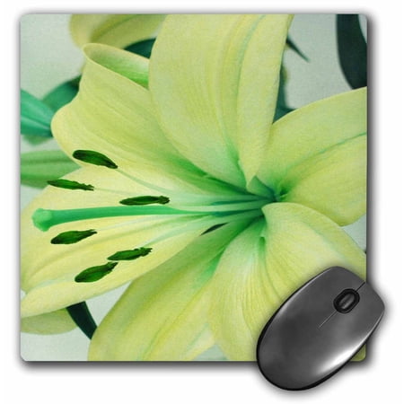 3dRose  Light Yellow Oriental Lily  MousePad price history on PriceWatchPro