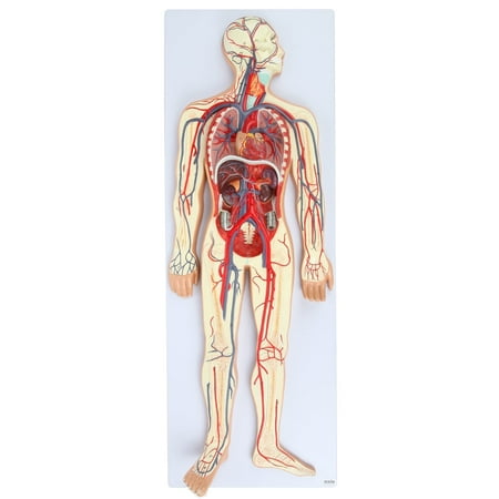 Axis Scientific Human Circulatory System Model  Half Life-Size  Realistic  Detailed Arteries and Veins Model with Thoracic Organs  Includes a Product Manual price history on PriceWatchPro