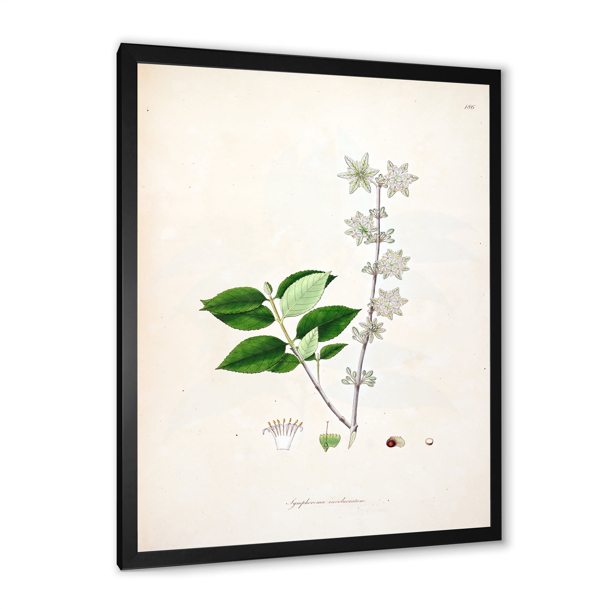 Designart 'Ancient Botanicals XV' Farmhouse Framed Art Print